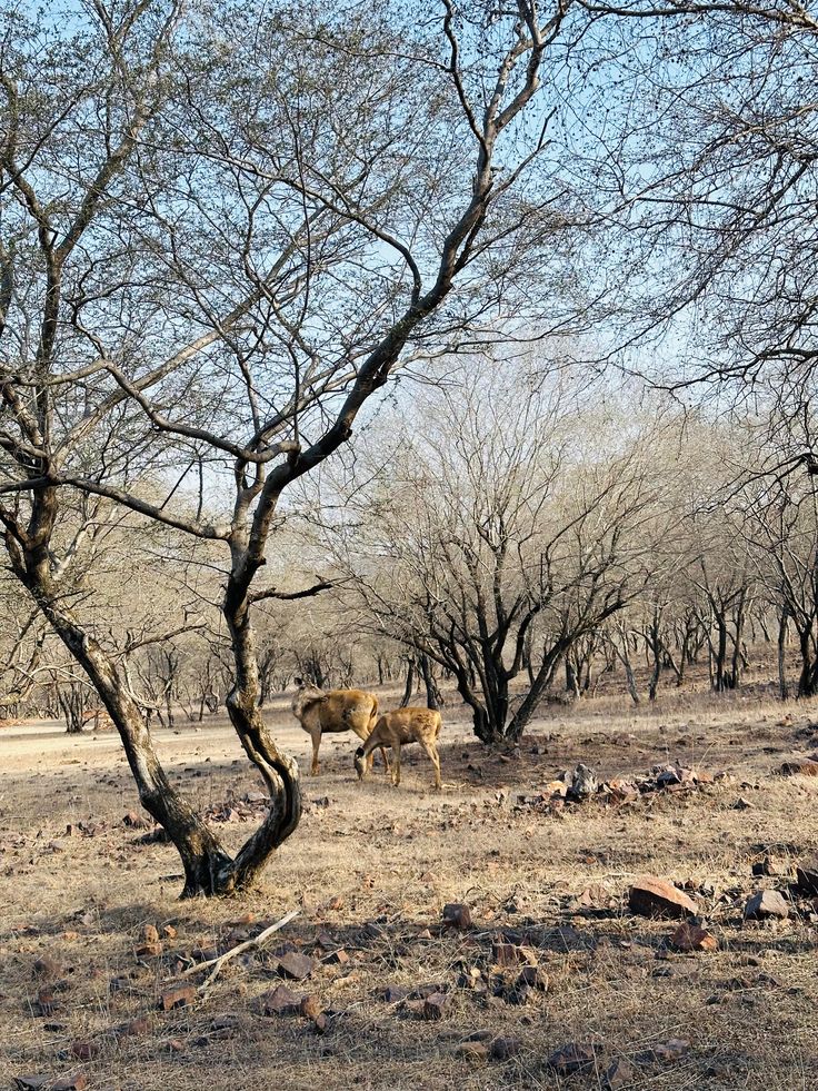 Gir Somnath Diu Tour
