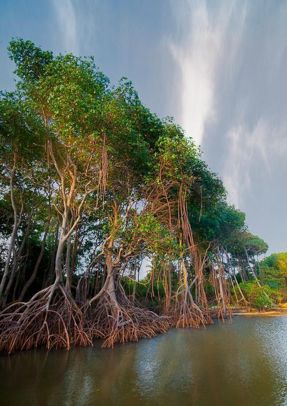Sundarban Tour