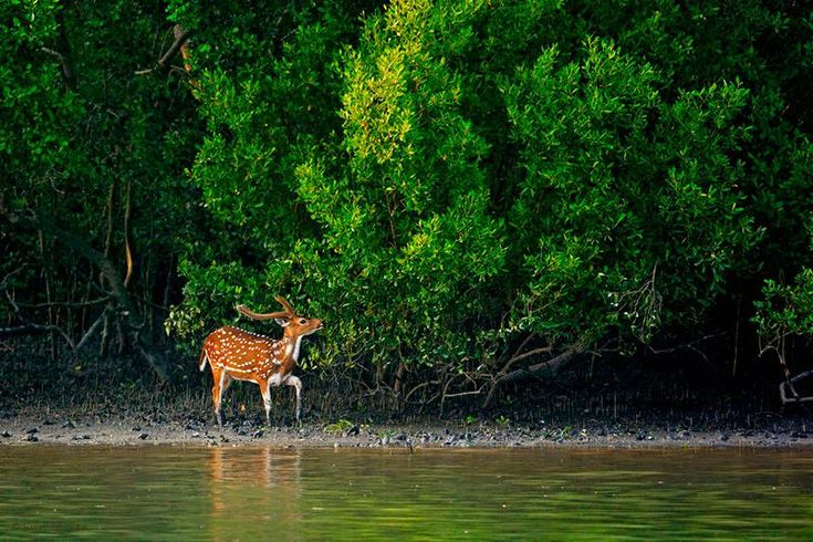 Sundarban Tour